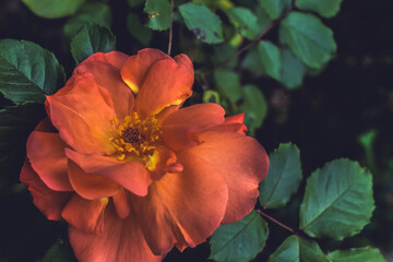 red flower in the garden