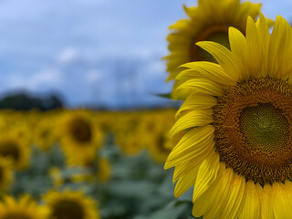 sunflower in the field