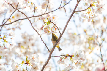 桜の花と野生のメジロ