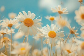 A beautiful, sun-drenched spring summer meadow. Natural colorful panoramic landscape with many wild flowers of daisies against blue sky. A frame with soft selective focus - generative ai