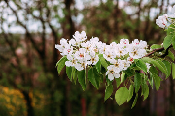 Obraz premium White flowers of blossoming pear tree. Close-up. Springtime. April and May. Garden plant. Beauty of nature. Garden details. 4K video footage. Healthy fruit branch. Cloudy weather. Blurred background