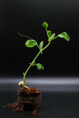  young green plant sprouting energetically from a compacted soil pellet against dark background....