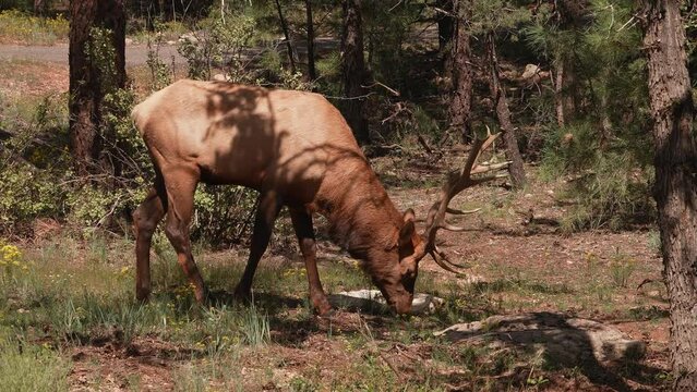 Rocky Mountain Elk in the woods of Grand Canyon National Park, Utah, USA