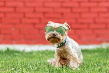 Yorkshire terrier in sunglasses against a background of a red brick wall and grass, copy space for text