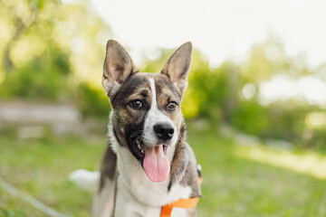 close up portrait of Adorable brown dog lying in green grass in sun rays. Mixed breed dog running forward and looking aside with tongue out