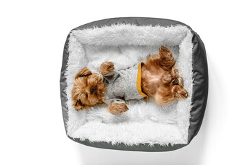 Cozy tiny Yorkshire terrier puppy sleeps on his back in a bed at home white background. Top down view. Empty space for text