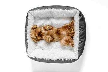 Cozy tiny Yorkshire terrier puppy sleeps on his back in a bed at home white background. Top down view. Empty space for text