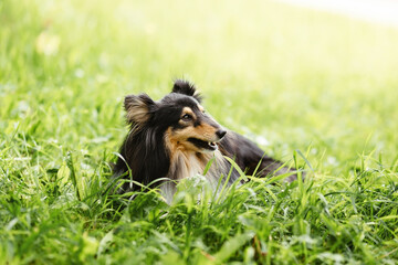 Happy Shetland sheepdog lying in a summer park and eating grass. copy space bokeh green background