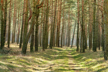 A pine forest in Brandenburg, Germany, showcases towering trees amidst tranquil surroundings,...
