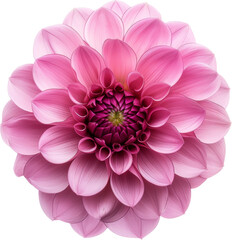 Pink dahlia flower with detailed petals
