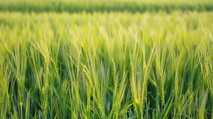 Field of young wheat under blue sky