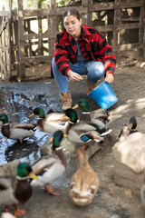 Positive farmer girl in plaid jacket holding bucket and feeding ducks while birds swimming in pond near fence in autumn