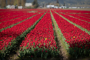 Colorful tulip fields blooming in the Skagit Valley of western Washington State. The Skagit Valley Tulip Festival is the largest festival in Northwest Washington State and the largest in the USA.