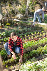 Positive young woman in plaid shirt weeding vegetable beds with chopper while working in garden during daytime in April