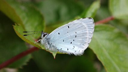 The holly blue butterfly (Celastrina argiolus), male resting on a rose plant on a cool morning