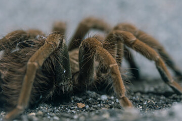 A macro photograph capturing the intricate details of a tarantula's hairy legs and body on the...