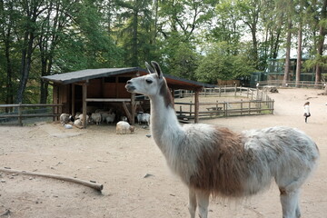 alpaca in the zoo