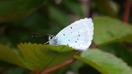 The holly blue butterfly (Celastrina argiolus), male resting on a rose plant on a cool morning