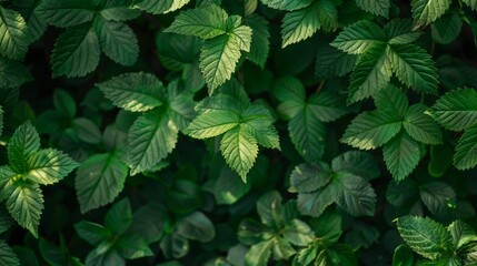 Fototapeta na wymiar Close up of vibrant green foliage on a plant