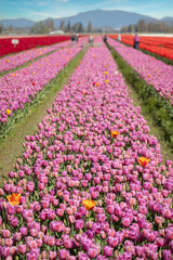 Colorful tulip fields blooming in the Skagit Valley of western Washington State. The Skagit Valley Tulip Festival is the largest festival in Northwest Washington State and the largest in the USA.