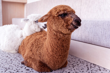 Brown and white fluffy alpaca lying in an urban cafe in Bite and Byte, Bratislava, Lama pacos