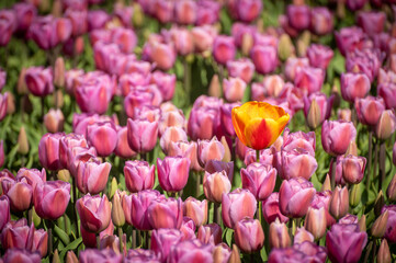 Fototapeta premium Rows of colorful Tulips carpet the Skagit Valley in western Washington state. The Skagit Valley Tulip Festival is the largest festival in Northwest Washington State and the largest in the USA.