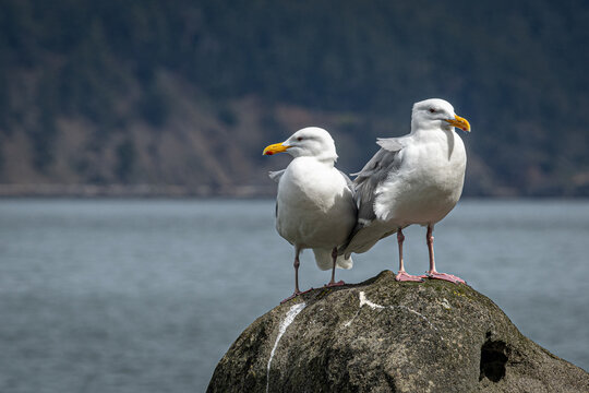 Two glaucous winged gulls standing on a beach rock