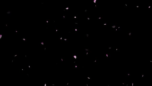 Pink cherry petals. Realistic falling blossoms. Louts pink petals falling down on black background,
Animation of falling cherry blossom petals, rose petals or pink cherry blossoms blizzard flying