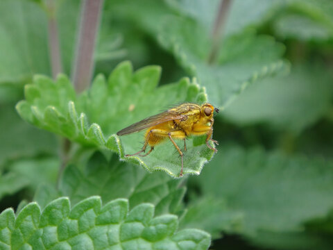 Yellow dung fly (Scathophaga stercoraria), male perching on a catmint leaf