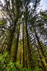 Fototapeta premium Mossy Tree 1