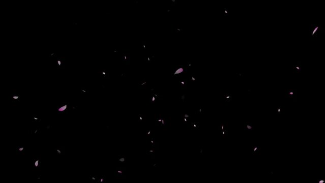 Cherry blossom petals falling down video animation, cherry blossom petals falling slow-motion from right top,
 motion particle, Pink plum blossom flower petals falling on black background,