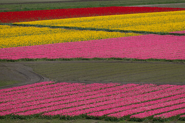 Rows of colorful Tulips carpet the Skagit Valley in western Washington state. The Skagit Valley Tulip Festival is the largest festival in Northwest Washington State and the largest  in the USA.
