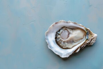 Oyster seashell seafood invertebrate.