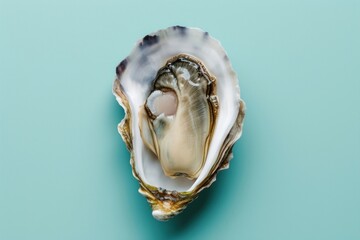 Oyster seashell seafood animal.