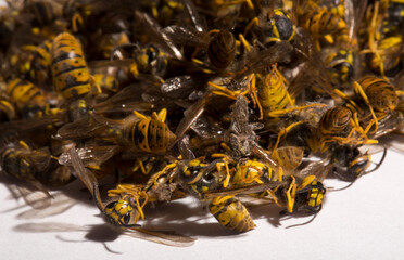 Vespula germanica, the European wasp, German wasp, or German yellowjacket