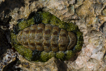 Acanthopleura haddoni, tropical species of chiton. The fauna of the Red Sea. A marine molluscs on a...