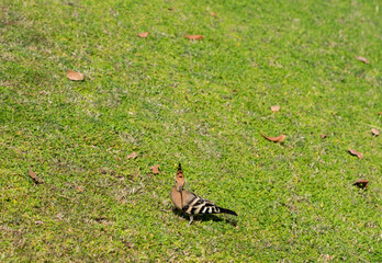 The Eurasian hoopoe (Upupa epops). A wild bird forages for food on a green lawn.