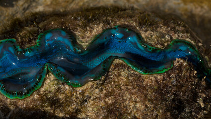 The maxima clam (Tridacna maxima), also known as the small giant clam, is a species of bivalve...