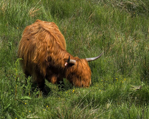 A Hairy Coo, Highland Cow, grazes in tall grass on a Scottish hillside. 