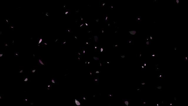 Cherry blossom petals flutter down, ink cherry petals. Realistic falling blossoms.
spring animation transition, isolated on black background. cherry blossoms are falling animation 
