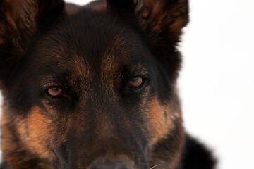 guarding dog is watching you. German Shepherd eyes close up.