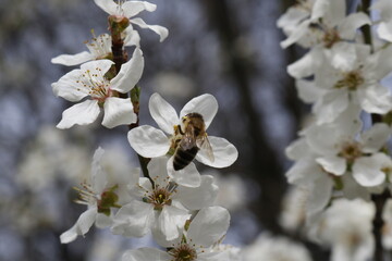 bee on a flower