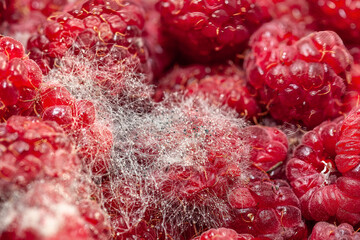 Fungus on raspberry fruit macro close up, abstract food background. Mold berries background