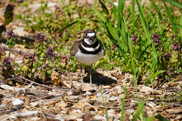 Killdeer on the nest on Governors Island.