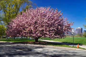 Blooming Japanese cherry on the Governors Island