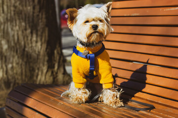 A cute little Yorkshire Terrier dog in a yellow sweatshirt sits on a wooden bench in city park in...