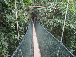 narrow rope bridge crosses a ravine high in rain forest canopy