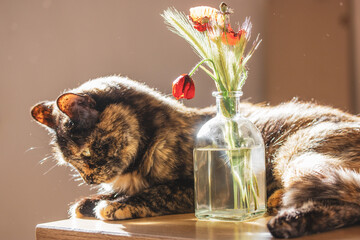 Portrait of a domestic Turtle cat and red poppy flowers, poppies in a vase. Decor for cozy home. Tricolor brown black feline with cute muzzle is lying on a table indoors. One lovely kitty. Rural pet.  - obrazy, fototapety, plakaty