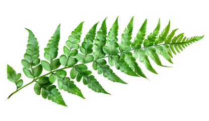  Ferns leaves on a white background.