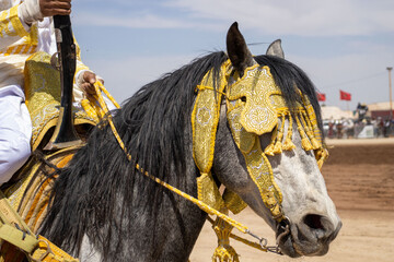 Moroccan Tbourida Splendor - Traditional Arabian and Barb Horse Adornment